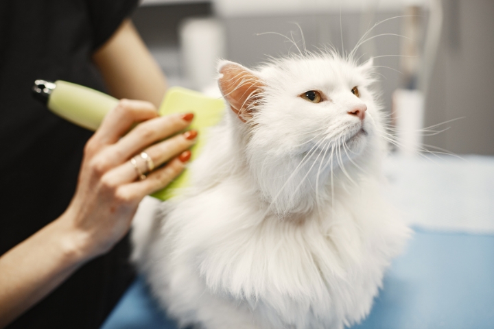 Caring for Pets and Older Adults